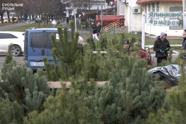 Ціни зросли, попит впав: у Луцьку стартували ялинкові ярмарки