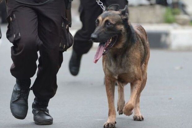 У Мадриді поліцейських собак лікують від стресу Моцартом