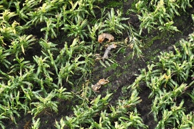 У селі на Волині вовки загризли дев'ять овець 