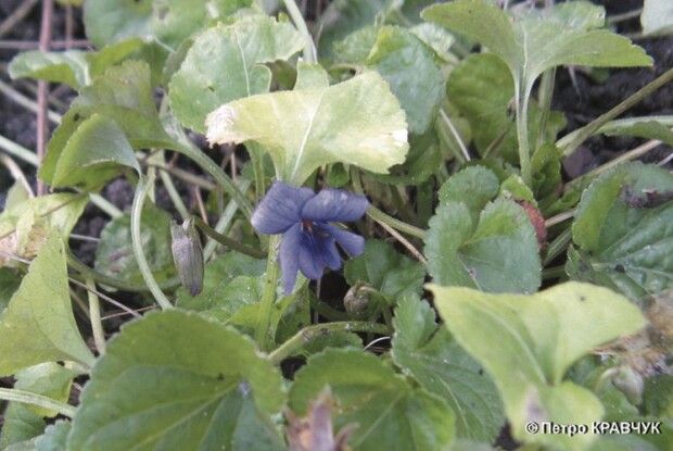 Так рано підсніжники та айва у нас ще не зацвітали