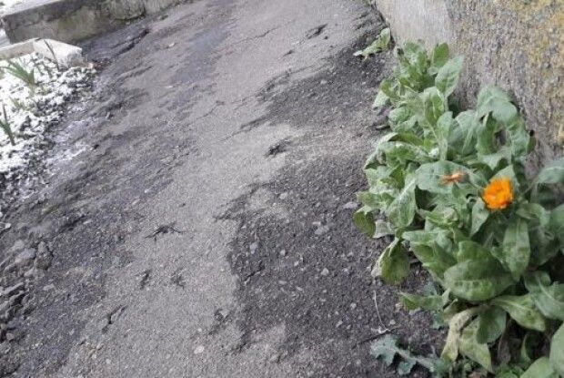 На Різдво у Дубно зацвіли календули