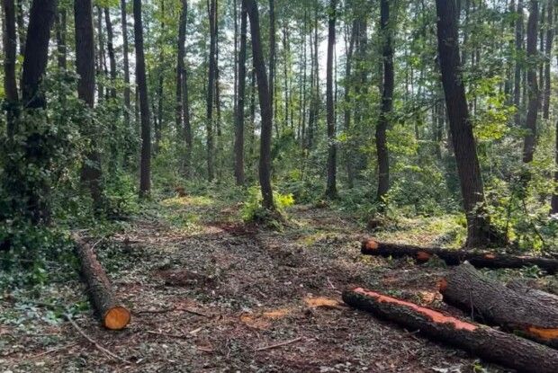 На Волині виявили незаконну вирубку дерев на понад 5 мільйонів гривень