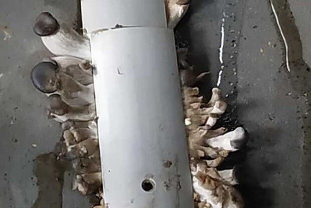 У міській маршрутці виросли... гриби (Фото)