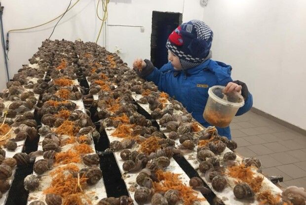 А в теплиці замість овочів — ​равлики!