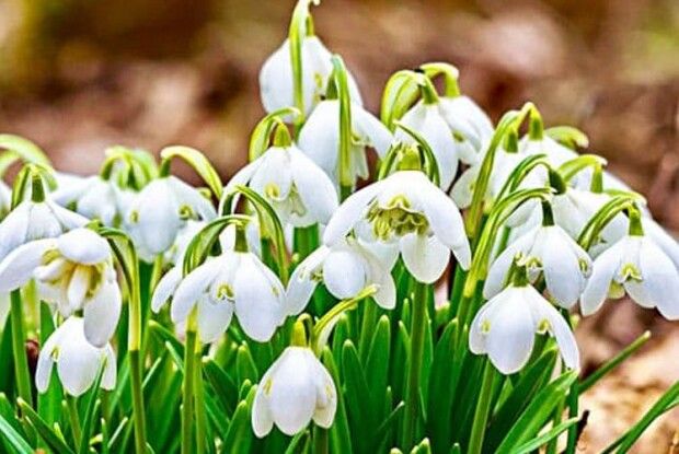 Вони ростуть  у вічному смутку  за своїм коханням