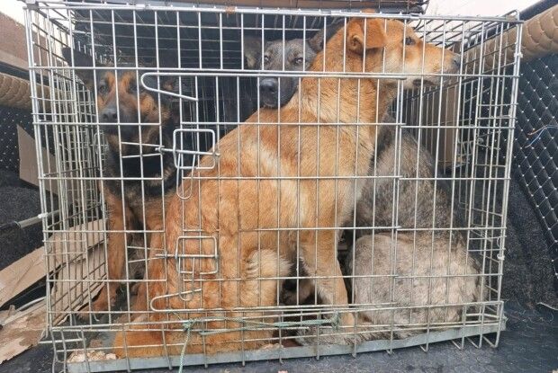 У Нововолинську відловили 17 безпритульних собак для стерилізації