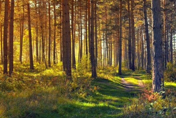 Бабиним літом потішимося: синоптики дали прогноз на середину вересня