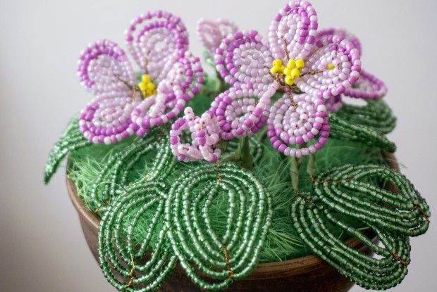 Фіалка, що ніколи не зів’яне