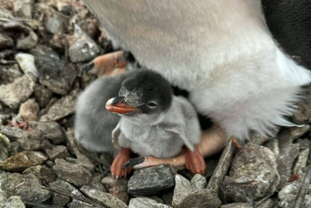 Українські біологи виявили перше пінгвінятко цього сезону в Антарктиці