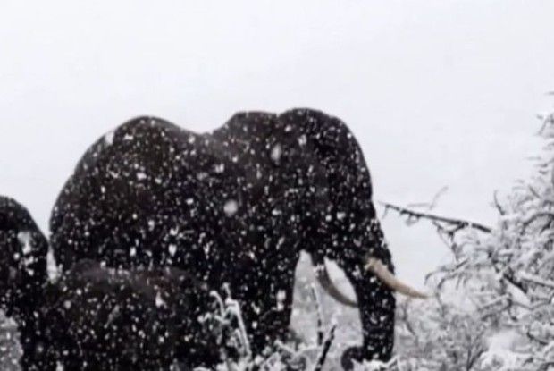 Слони в снігу: Африку замело!