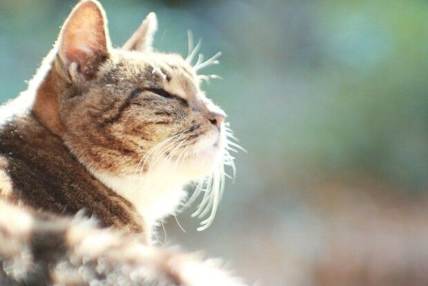 У Луцьку зафіксували температурний рекорд
