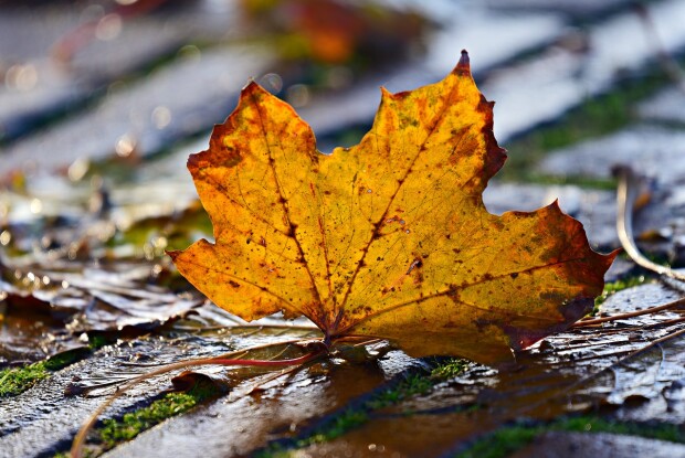 Український священник написав вірш про коронавірус: «Падають люди, ніби листки…»