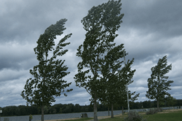 Волинянам нагадують про правила безпеки у зв'язку із сильним вітром