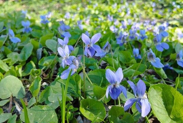 У лісах Волині зацвіли первоцвіти: які корисні властивості вони мають (Фото)