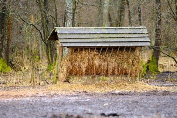 Волинські лісівники підгодовують диких тварин