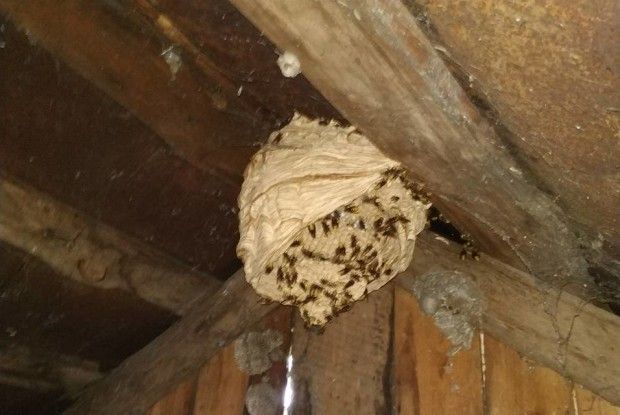 Мешканцям Рівненщини довелося викликати рятувальників, щоб позбутися шершнів