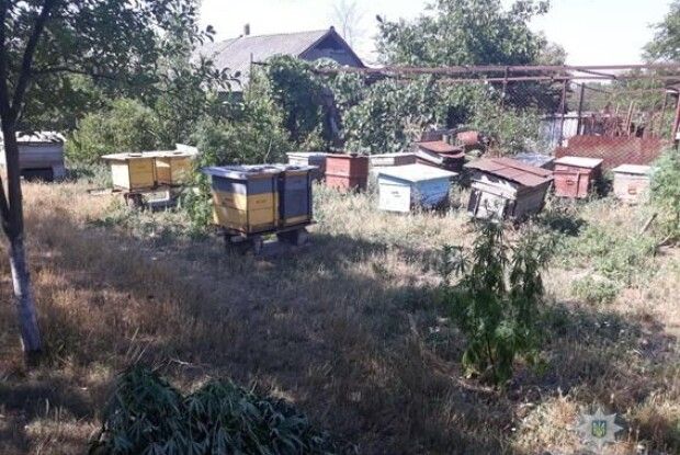 Коноплі на пасіці вирощували бджоли-наркомани?
