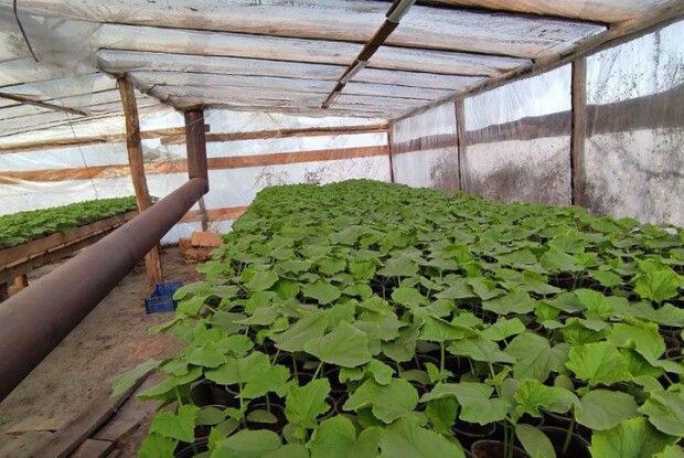 «До огірків треба вставати, як до малих дітей»: волинські господарі розкрили секрети тепличного бізнесу (Відео)