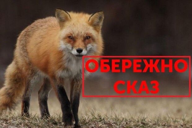 На Горохівщині ліквідували лиса з ознаками сказу