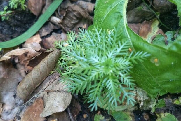 У нацпарку на Волині науковці знайшли рідкісні рослини та оцінили стан екосистем (Фото)