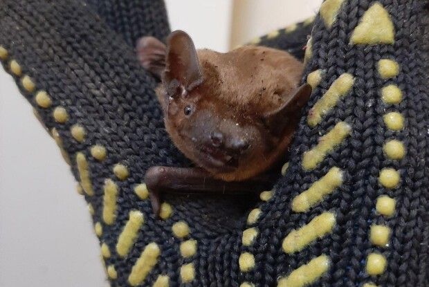 У Луцьку виходили 29-грамового кажана, який жив над ліфтом