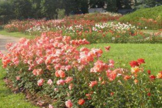 У Дніпрі посеред білого дня жорстоко вбили сторожа парку