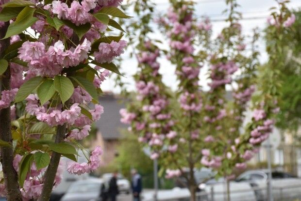 У Луцьку розквітла алея сакур, яку заклали торік