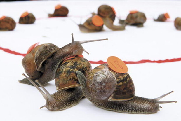 Перегони довелося відміняти, бо учасників не змогли добудитися