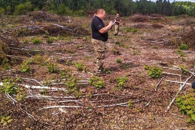 На Волині незаконно зрізали дерев на понад шість мільйонів 
