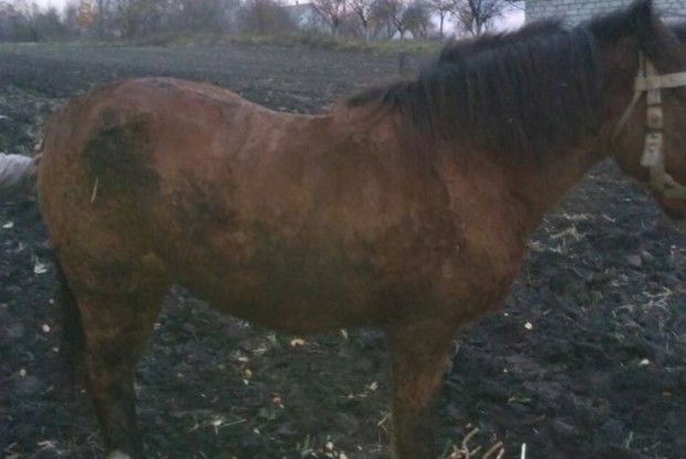 На Рівненщині селяни не змогли витягнути коня з каналізації без допомоги рятувальників