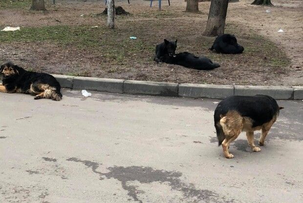 Лучанин поскаржився на собачі екскременти в дворі (Фото)
