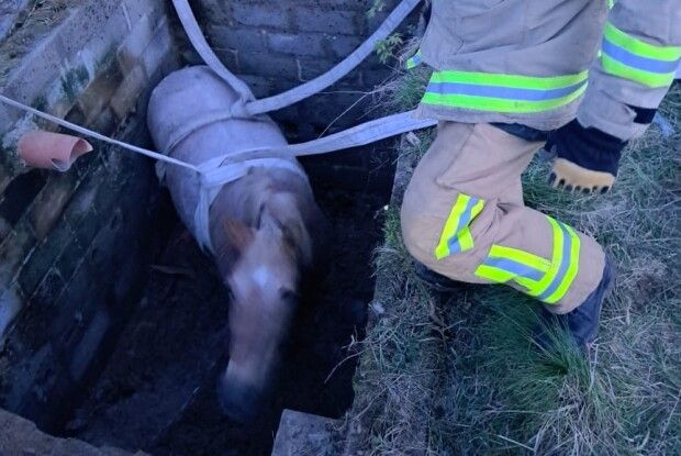 Рятувальники дістали коня із 2-метрової пастки, а кота... із 15-метрового колодязя (Фото)