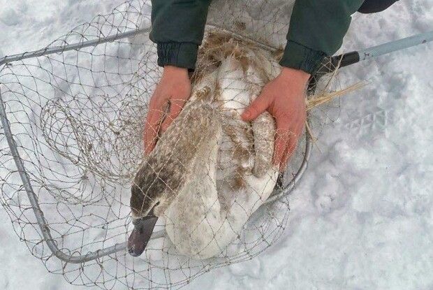 В міському зоопарку Луцька прихистили особливого лебедя