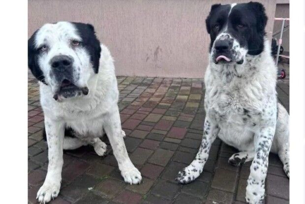 Волинський захисник, повершувшись з передової, розшукує чотирилапого друга