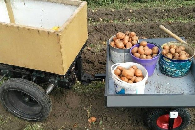 А в Петра Головатого картоплю збирає... робот!