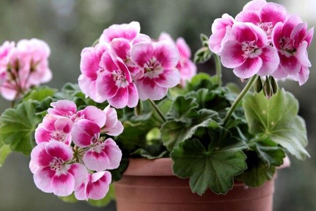 Що за небезпеку несе в собі рослина, яку має майже кожен?