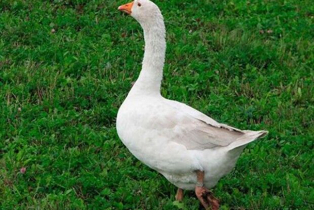 Погода на завтра: гуси розкажуть – чи вдарить на Покрову мороз