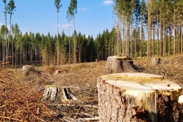 Зеленського просять на 25 років заборонити вирубку лісів на Волині