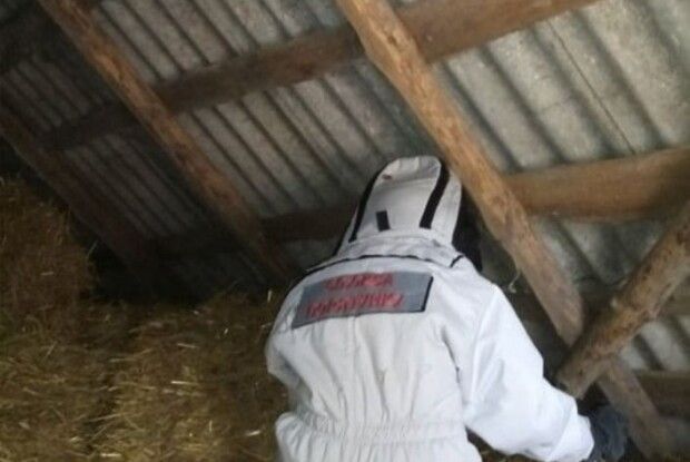 На Рівненщині труять шершнів: як це відбувається