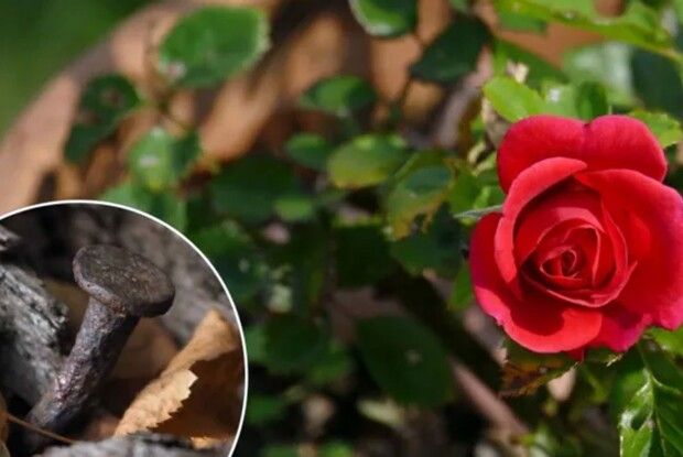 Навіщо закопувати цвях у горщик із трояндами