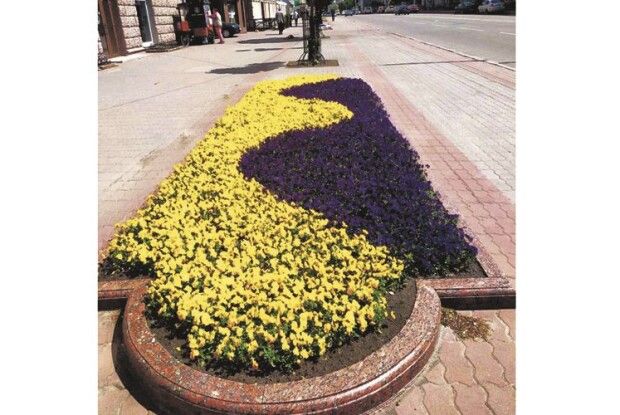 У Луцьку «виткали» квіткові килими
