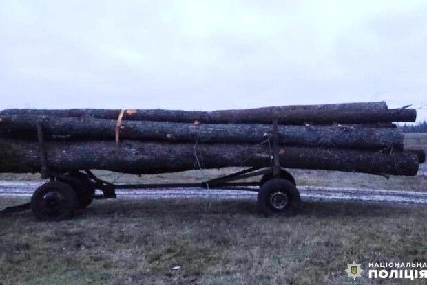 У Вараському районі поліцейські встановлюють особу, причетну до незаконної порубки лісу 
