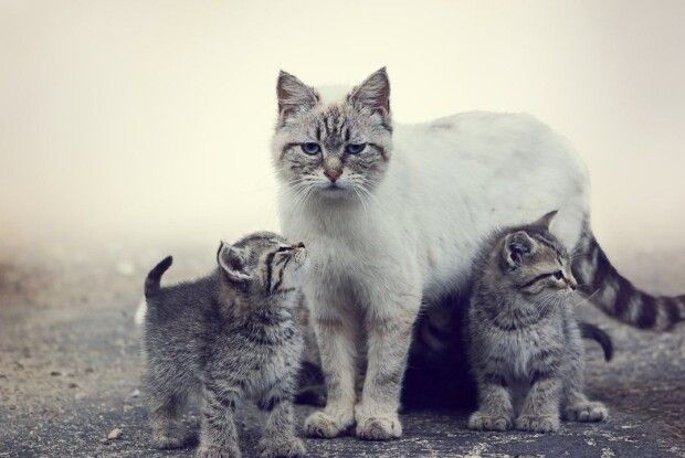 Волинянин звинуватив колишню дружину в крадіжці... кішки з потомством