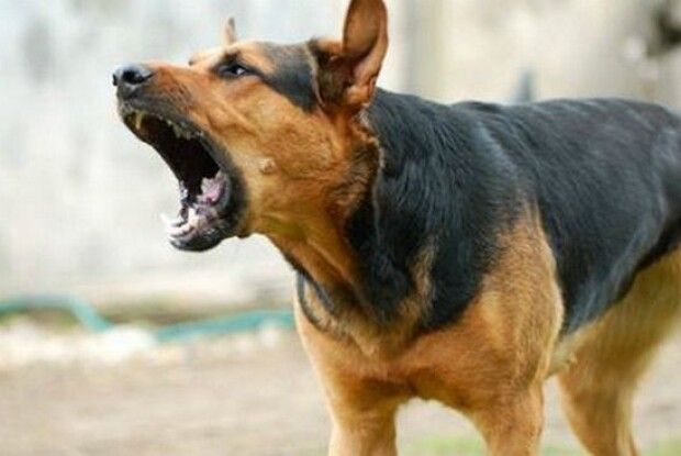 У Рівному почнуть відловлювати собак