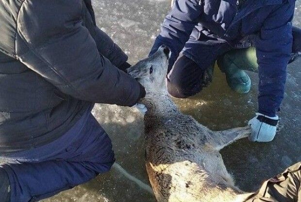 На Волині біля озера активісти знайшли і врятували підстрелену тварину (Фото)