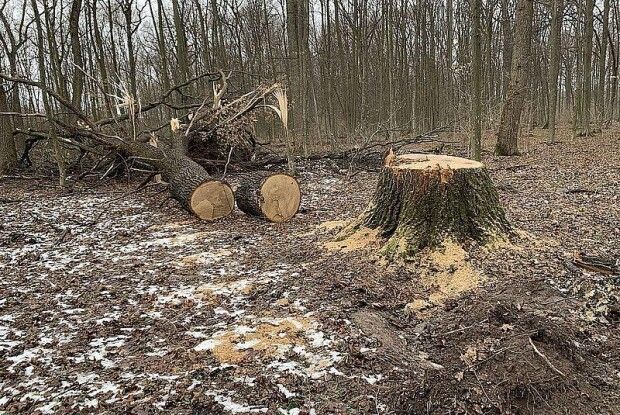 На Волині активізувалися лісокради