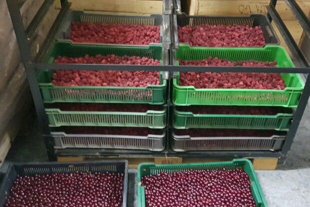 Податківці викрили на Ратнівщині незаконний «ягідно-грибний» бізнес