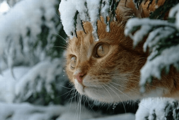 Волинь засипле снігом: синоптики попереджають про ожеледицю