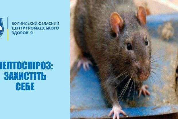  У серпні двоє волинян захворіли на лептоспіроз