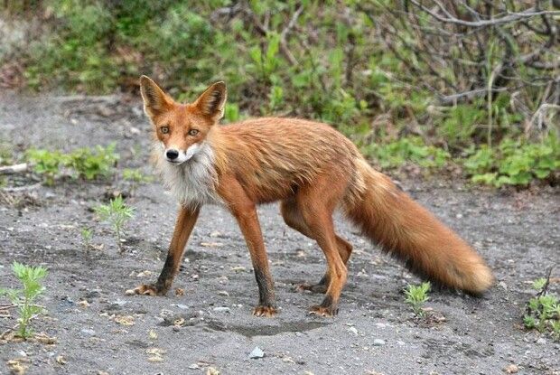 Вулицями Луцька бігають дикі лисиці (Відео)